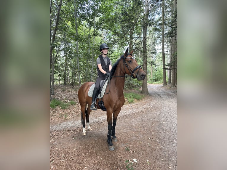 NRPS Mare 10 years 15.2 hh Brown in Tilburg