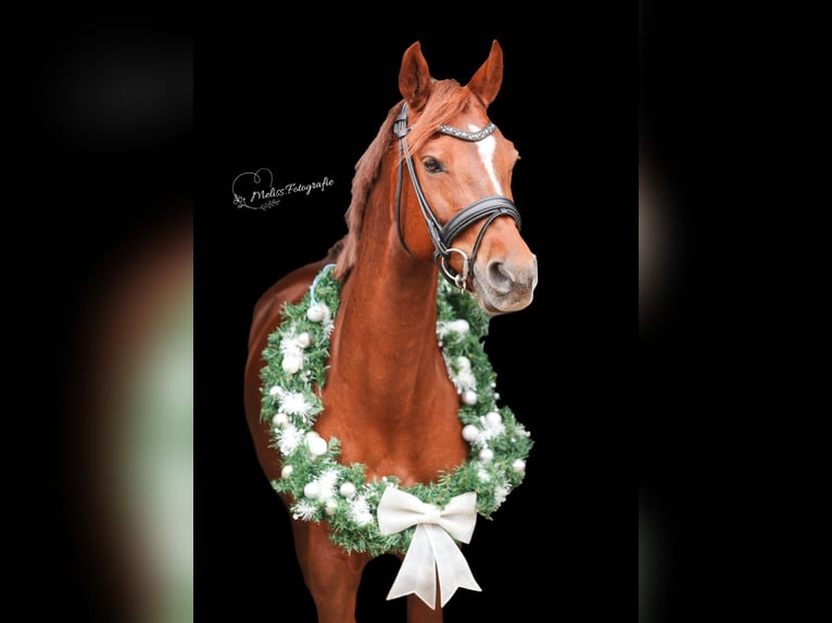 NRPS Mare 10 years 15 hh Chestnut-Red in Achterveld