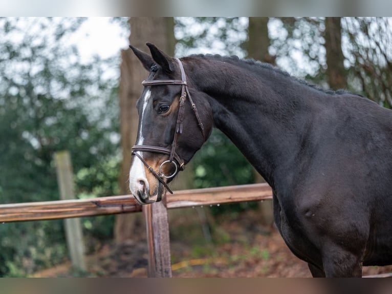 NRPS Mare 10 years 16,1 hh  in GROTE-BROGEL