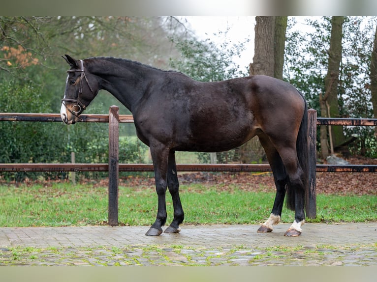 NRPS Mare 10 years 16,1 hh  in GROTE-BROGEL