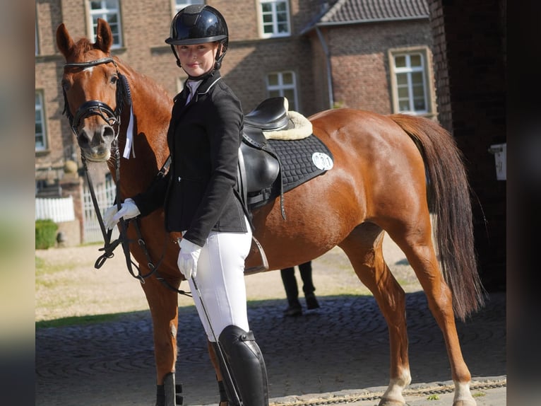 NRPS Mare 11 years 13,2 hh Chestnut in Nettersheim