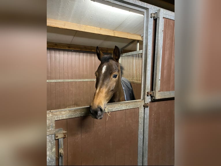 NRPS Mare 11 years 14,1 hh Brown in Hoogstraten