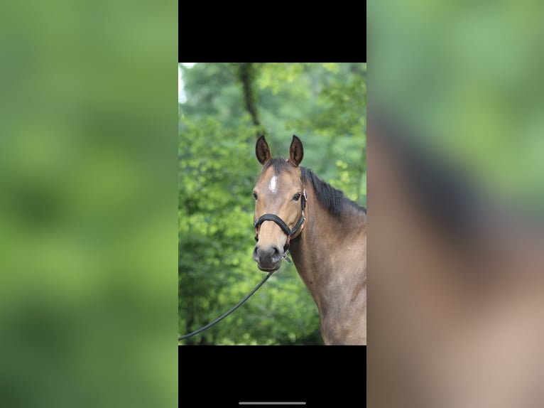 NRPS Mare 11 years 14,1 hh Brown in Hoogstraten