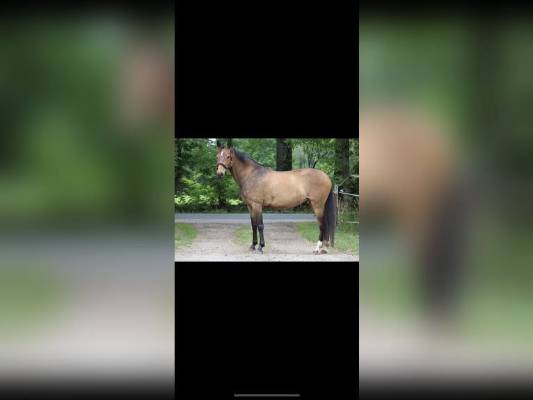 NRPS Mare 11 years 14,1 hh Brown in Hoogstraten