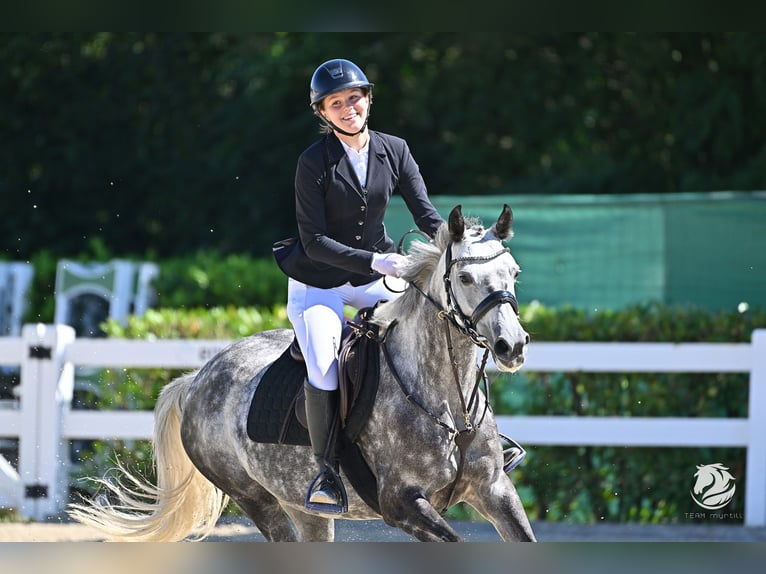 NRPS Mare 11 years 14,1 hh Grey-Dapple in Elsbethen