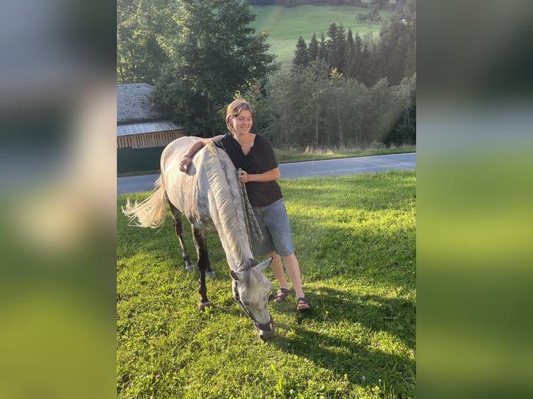 NRPS Mare 11 years 14,1 hh Grey-Dapple in Elsbethen