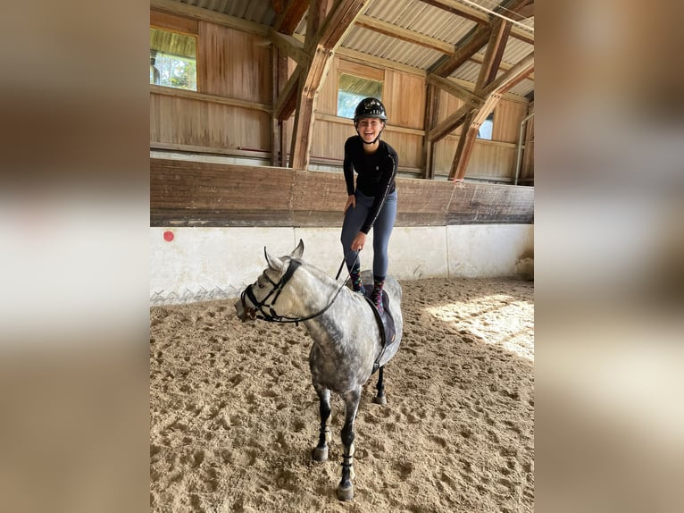 NRPS Mare 11 years 14,1 hh Grey-Dapple in Elsbethen