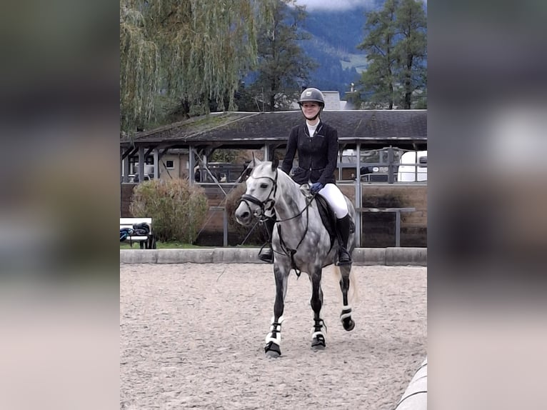 NRPS Mare 11 years 14,1 hh Grey-Dapple in Elsbethen