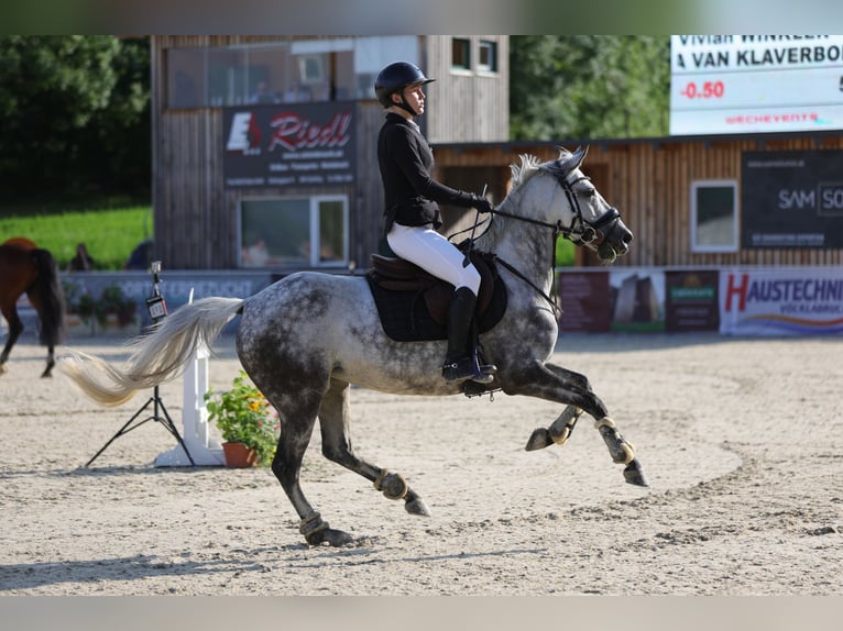 NRPS Mare 11 years 14,1 hh Grey-Dapple in Elsbethen