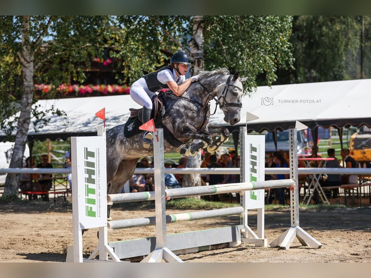 NRPS Mare 11 years 14,1 hh Grey-Dapple in Elsbethen
