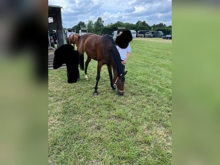 NRPS Mare 11 years 14,2 hh Brown in Nuth
