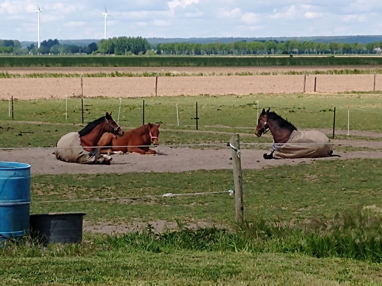 NRPS Mare 11 years 16 hh Brown in Zevenaar