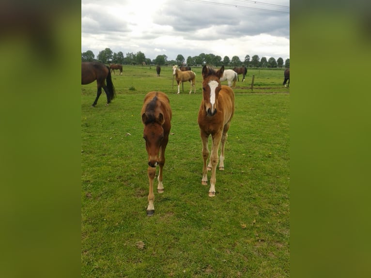 NRPS Mare 11 years 16 hh Brown in Zevenaar
