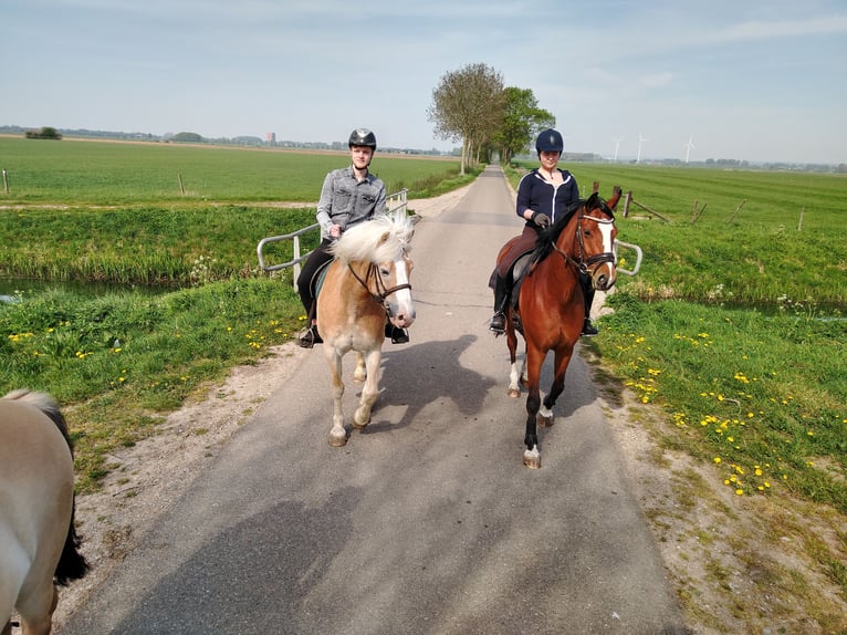 NRPS Mare 11 years 16 hh Brown in Zevenaar