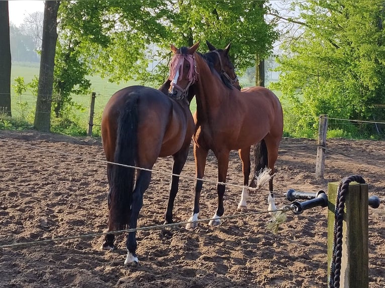 NRPS Mare 11 years 16 hh Brown in Zevenaar