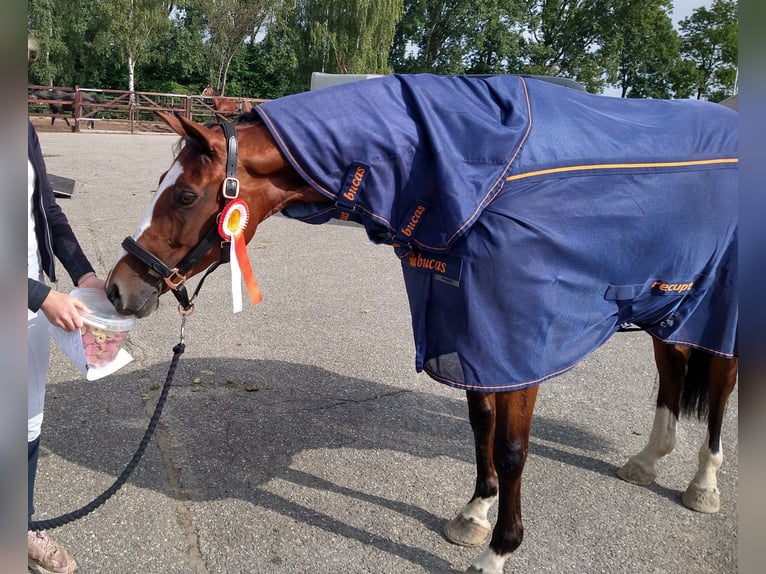 NRPS Mare 11 years 16 hh Brown in Zevenaar