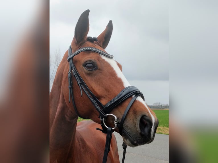NRPS Mare 11 years 16 hh Brown in Zevenaar
