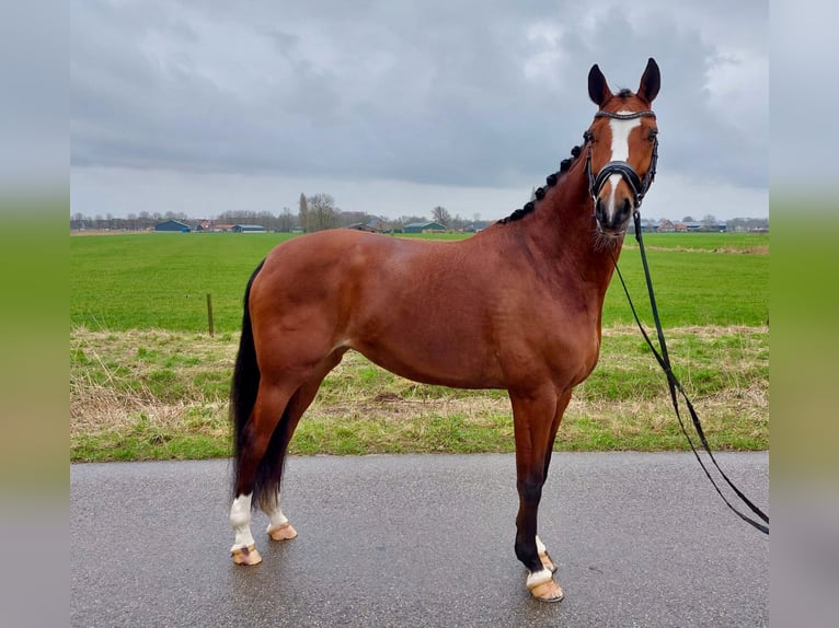 NRPS Mare 11 years 16 hh Brown in Zevenaar