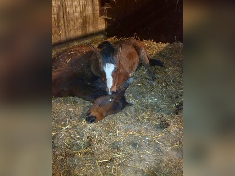 NRPS Mare 11 years 16 hh Brown in Zevenaar