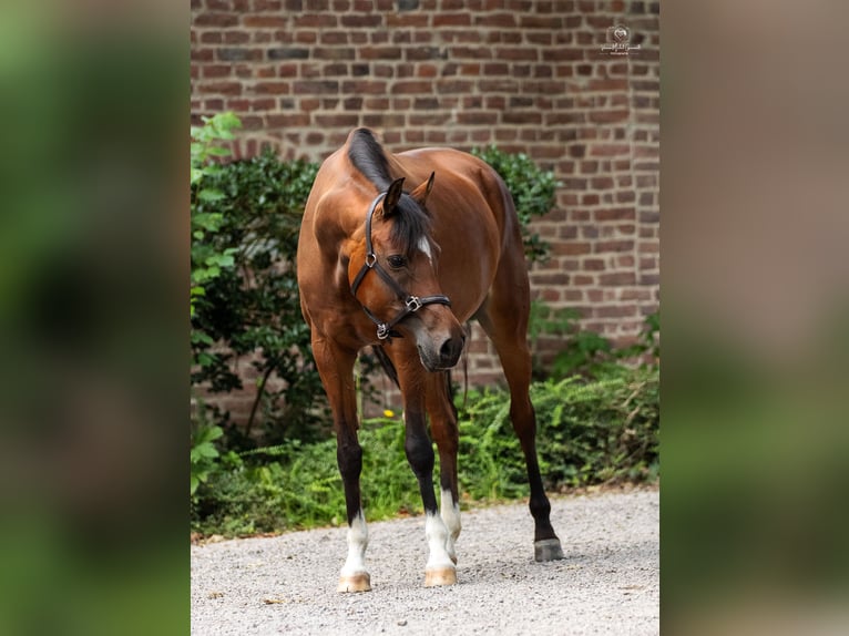 NRPS Mare 12 years 14,2 hh Brown in Kempen