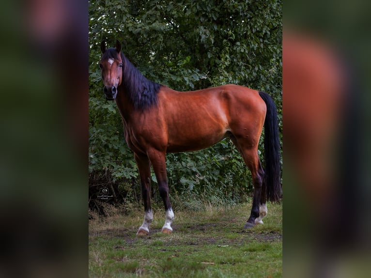 NRPS Mare 12 years 14,2 hh Brown in Kempen