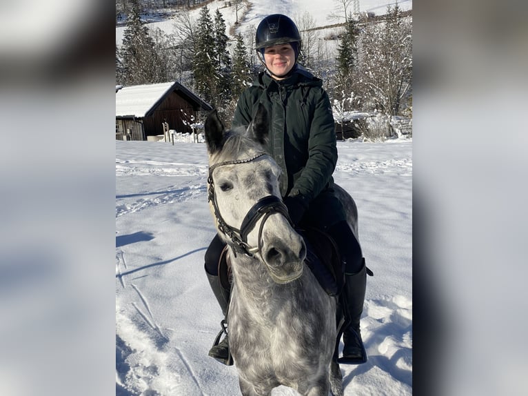 NRPS Mare 12 years 14,1 hh Grey-Dapple in Elsbethen
