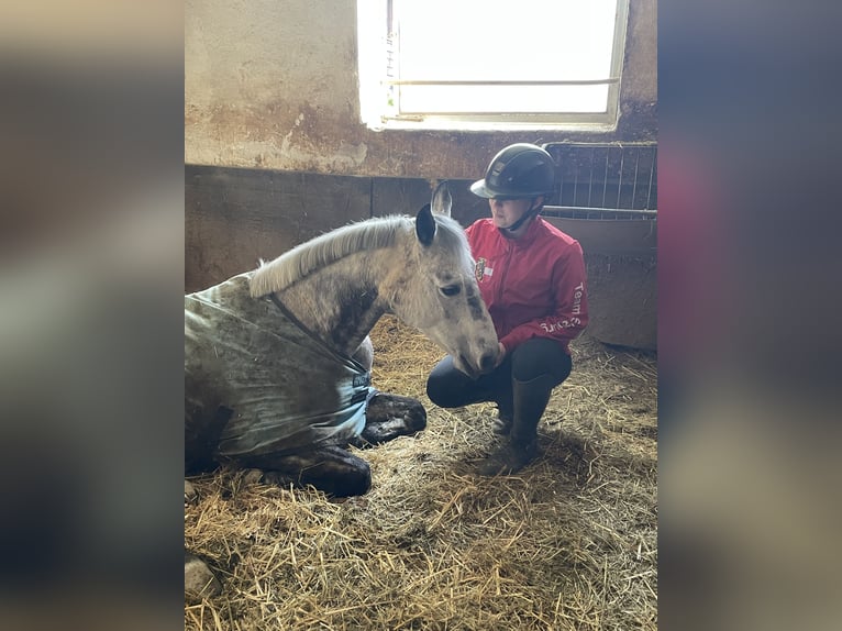 NRPS Mare 12 years 14,1 hh Grey-Dapple in Elsbethen