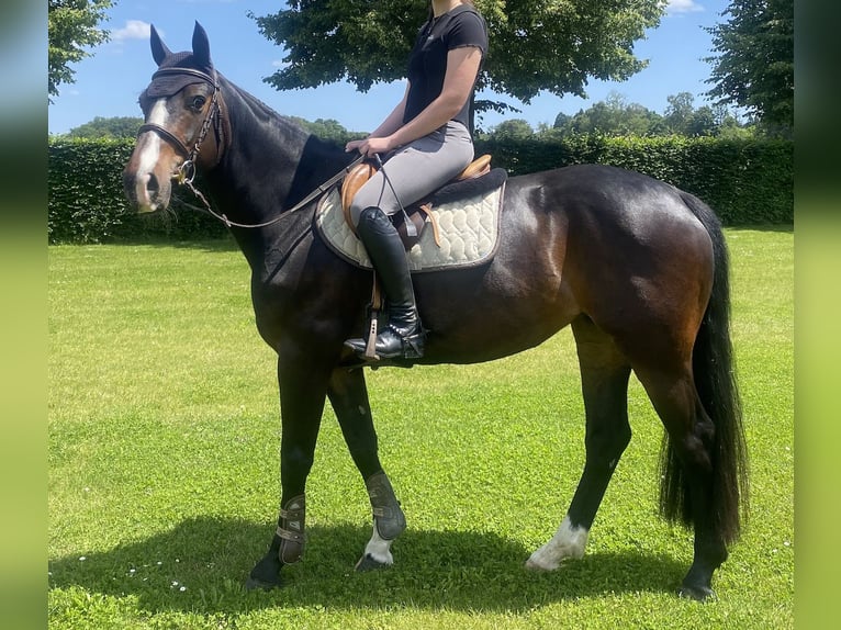 NRPS Mare 12 years 15.2 hh Bay-Dark in Niederkrüchten