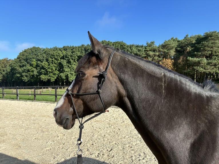 NRPS Mare 12 years 15.2 hh Bay-Dark in Niederkrüchten