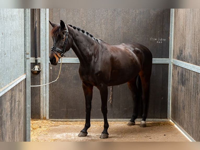 NRPS Mare 12 years 15,2 hh Brown in Hoogezand