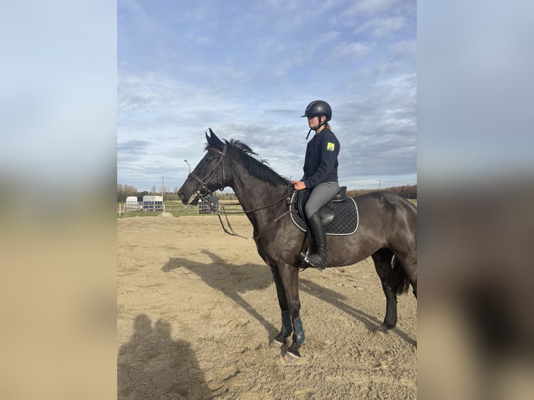 NRPS Mare 12 years 15 hh Black in Vilvoorde