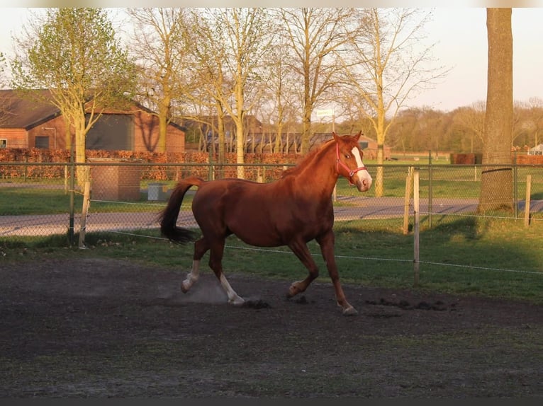 NRPS Mare 12 years 15 hh Chestnut in Grashoek