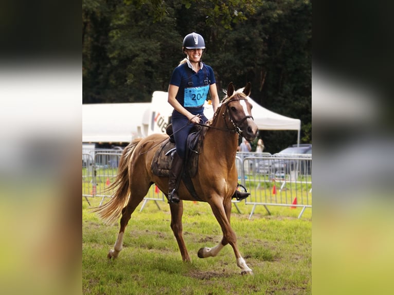NRPS Mare 12 years 15 hh Chestnut-Red in Beek