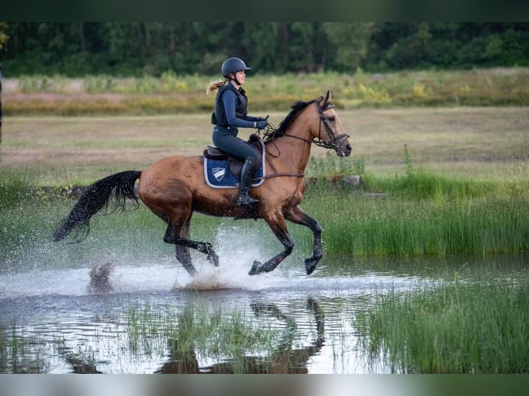 NRPS Mare 12 years 16 hh Buckskin in Velp