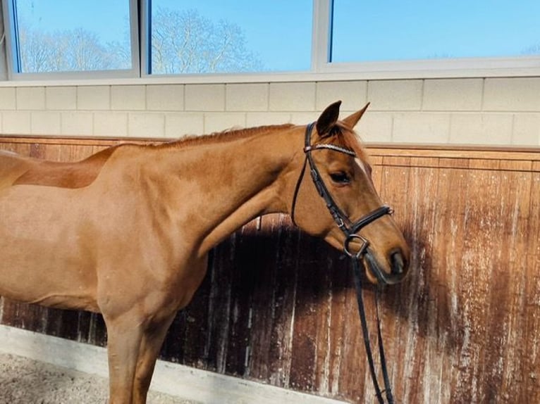 NRPS Mare 13 years 14,2 hh Chestnut-Red in Asse