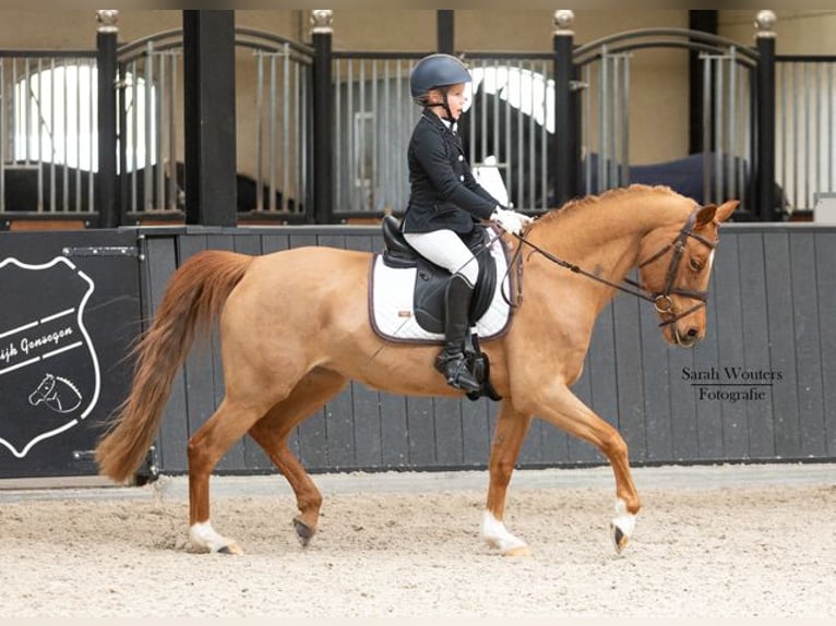 NRPS Mare 13 years 14,2 hh Chestnut-Red in Asse