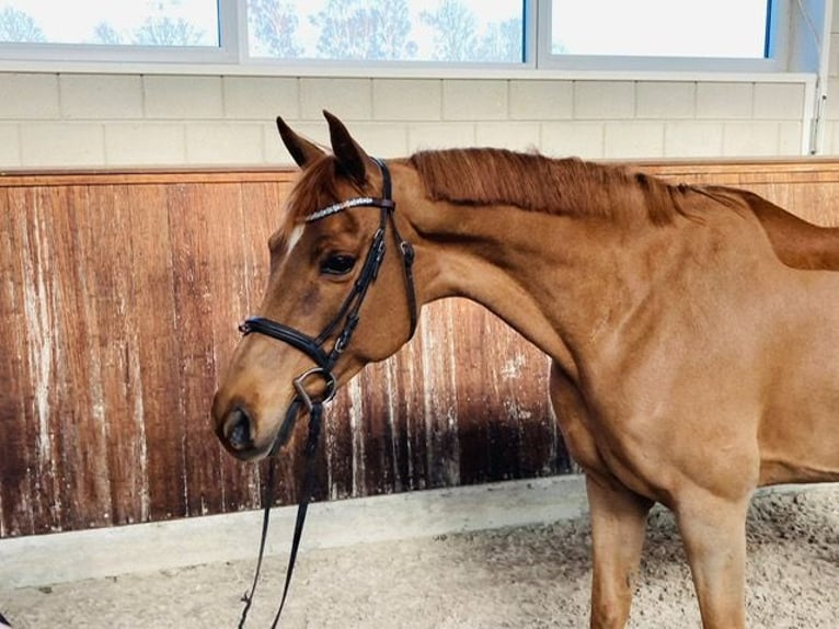 NRPS Mare 13 years 14,2 hh Chestnut-Red in Asse