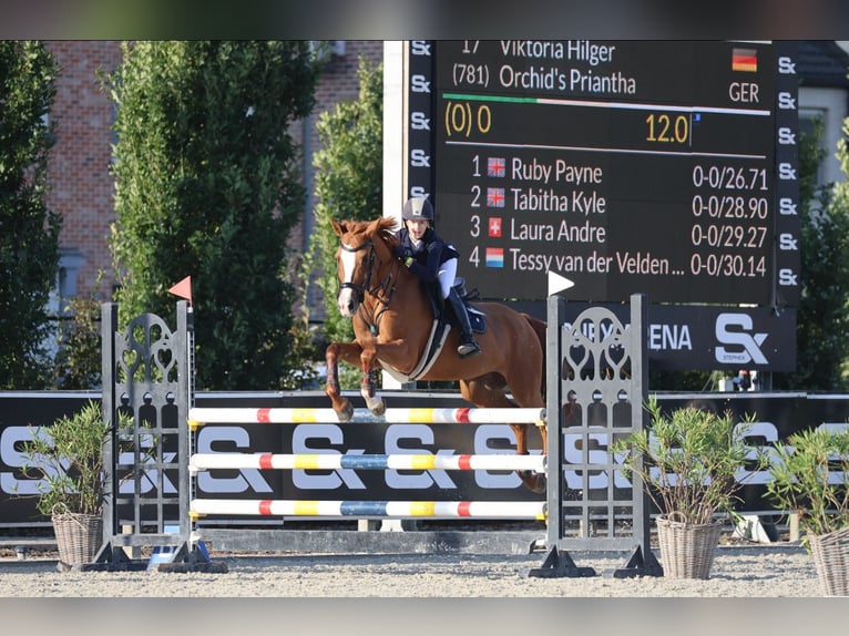 NRPS Mare 13 years 14,2 hh Chestnut in Cremlingen