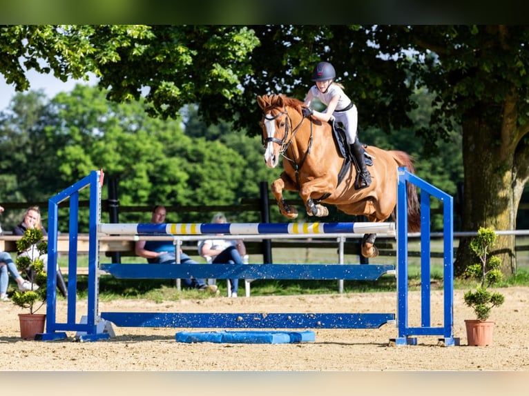 NRPS Mare 13 years 14,2 hh Chestnut in Cremlingen