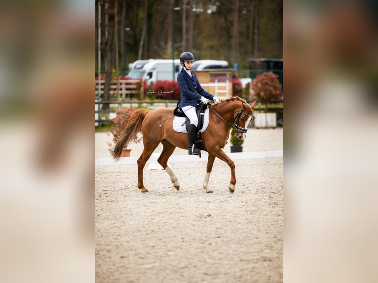 NRPS Mare 13 years 14 hh Chestnut-Red in Bilzen