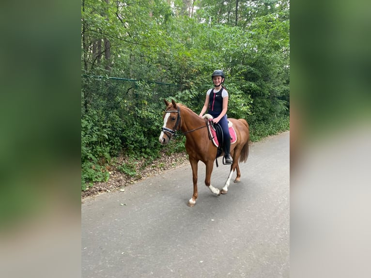 NRPS Mare 13 years 14 hh Chestnut-Red in Bilzen