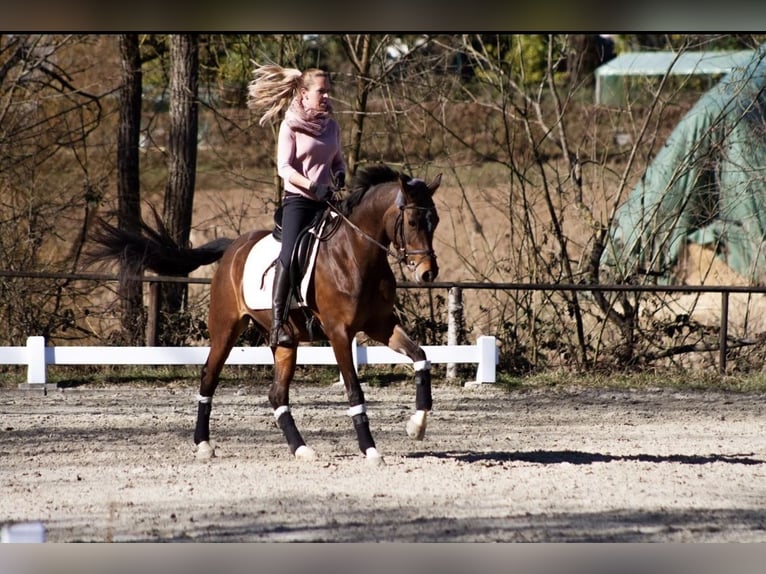 NRPS Mare 13 years 14,1 hh Brown in M&#xFC;hltalM&#xFC;hltal