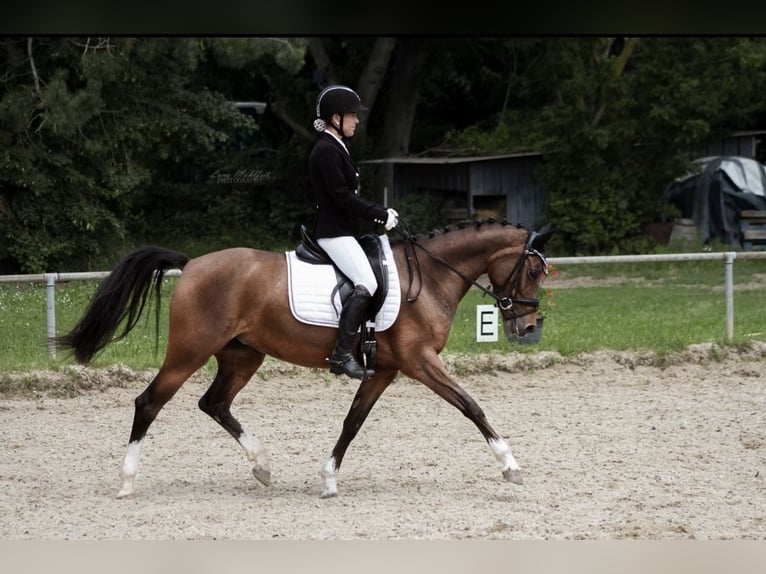 NRPS Mare 13 years 14,1 hh Brown in M&#xFC;hltalM&#xFC;hltal