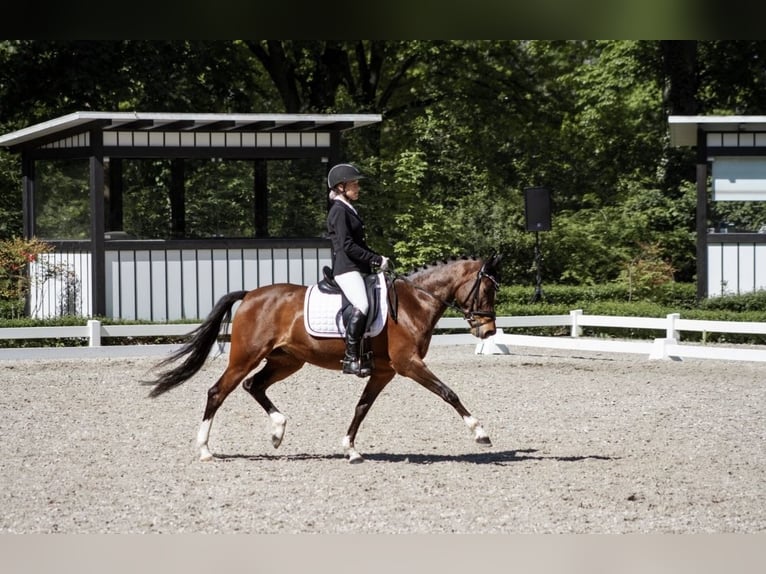 NRPS Mare 13 years 14,1 hh Brown in M&#xFC;hltalM&#xFC;hltal