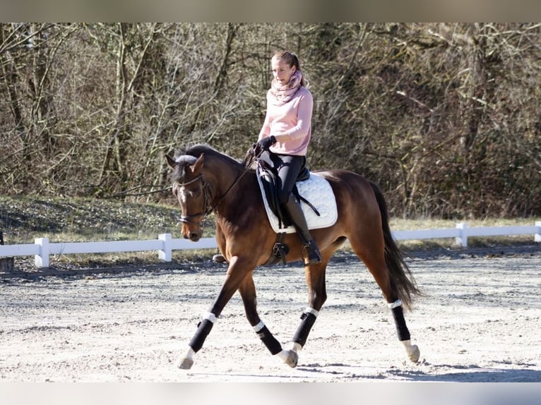 NRPS Mare 13 years 14,1 hh Brown in M&#xFC;hltalM&#xFC;hltal