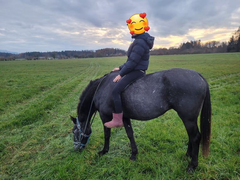 NRPS Mare 13 years 15 hh Roan-Blue in RiedlkamLamprechtshausen