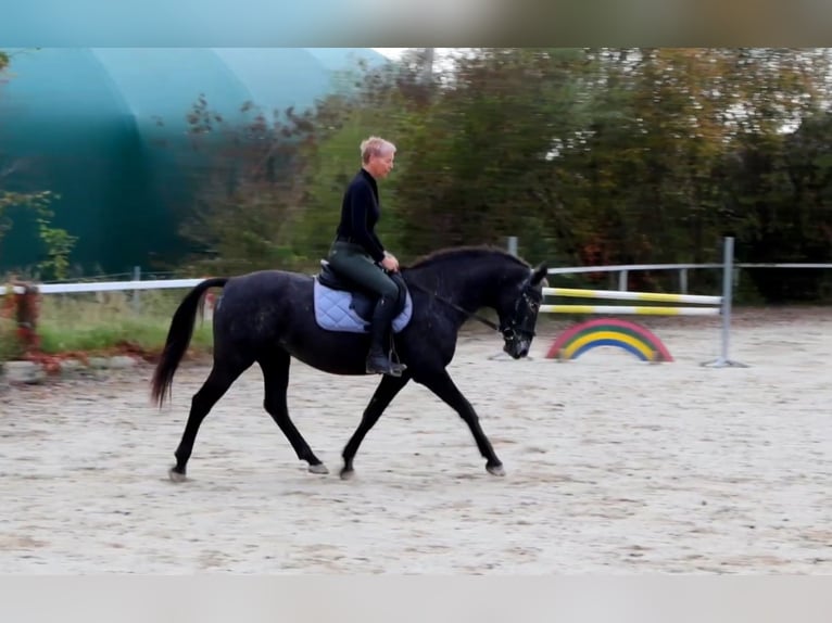 NRPS Mare 13 years 15 hh Roan-Blue in RiedlkamLamprechtshausen