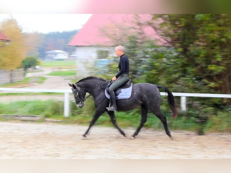 NRPS Mare 13 years 15 hh Roan-Blue in RiedlkamLamprechtshausen
