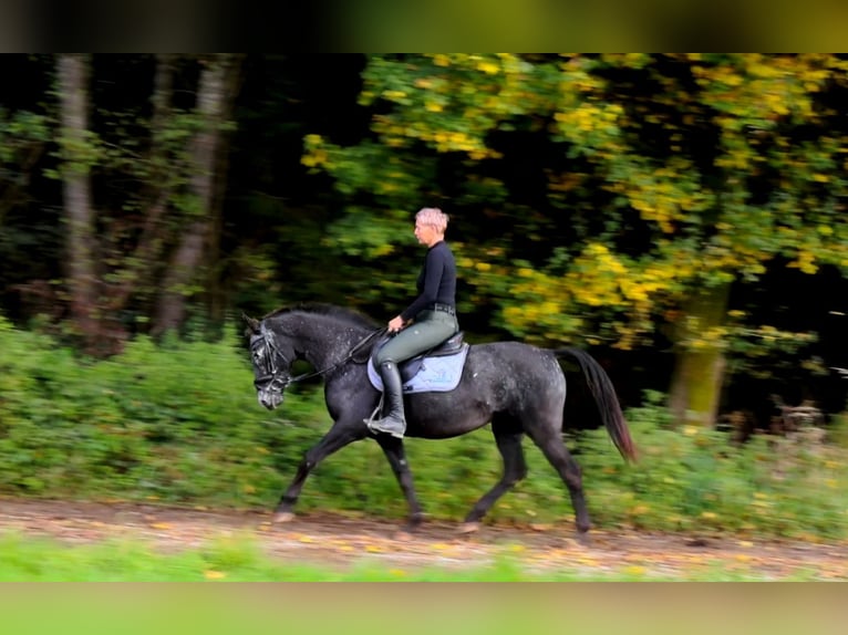 NRPS Mare 13 years 15 hh Roan-Blue in RiedlkamLamprechtshausen