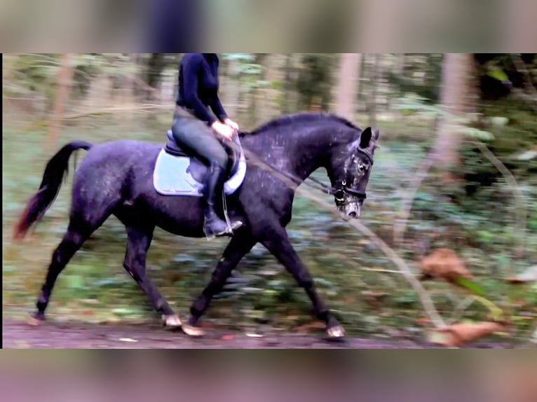 NRPS Mare 13 years 15 hh Roan-Blue in RiedlkamLamprechtshausen